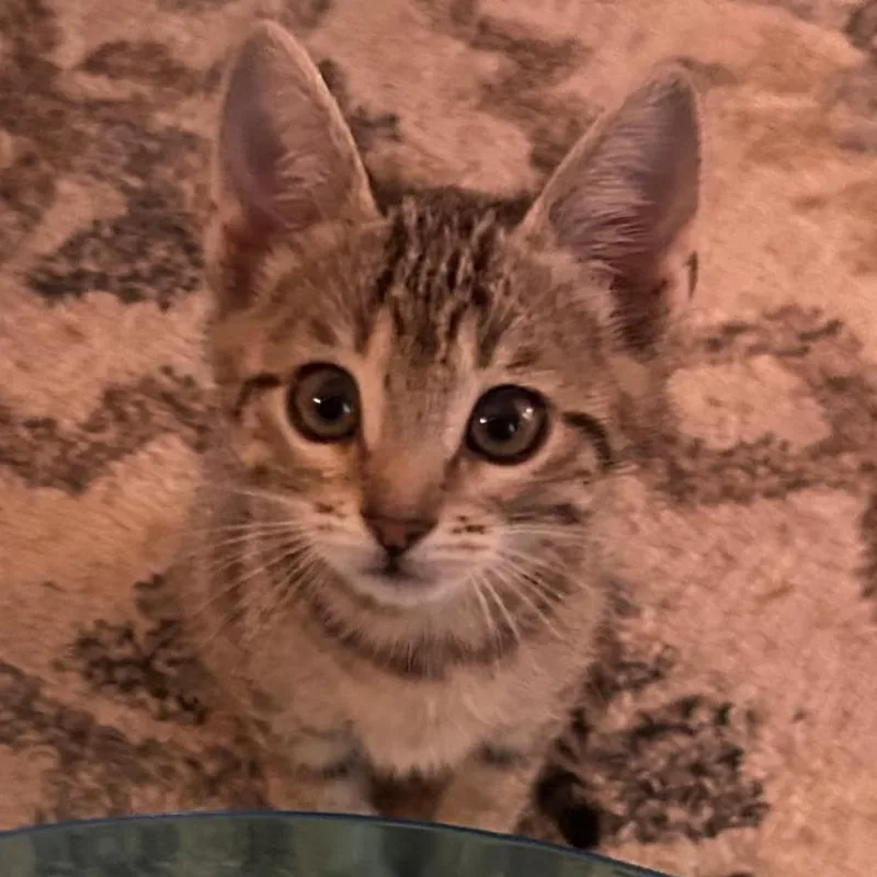 A baby small-sized female Brown / Chocolate Domestic Short Hair cat named Cuddles for adoption in Webster, TX