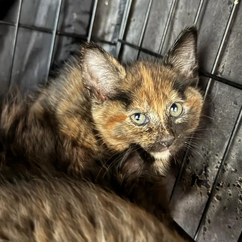 A young small-sized female Calico Domestic Short Hair cat named Janet for adoption in Fredericksburg, TX