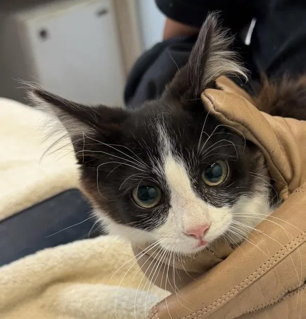Working Cat Goomba