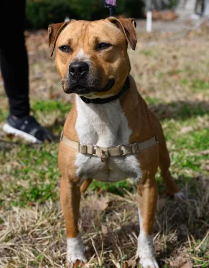 An adult medium-sized male Yellow / Tan / Blond / Fawn Mixed Breed dog named Snickerdoodle for adoption in Fernandina Beach, FL