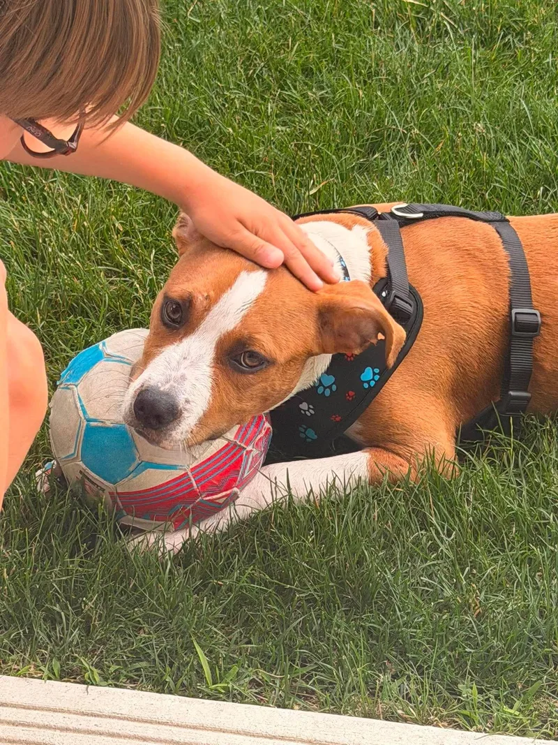 A young medium-sized male Pit Bull Terrier dog named Milton for adoption in St. Clair Shores, MI