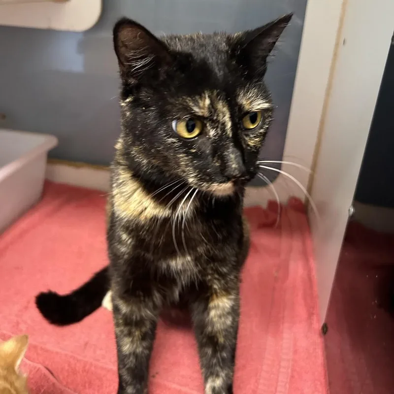 An adult medium-sized female Black Domestic Short Hair cat named Felicity for adoption in Leander, TX