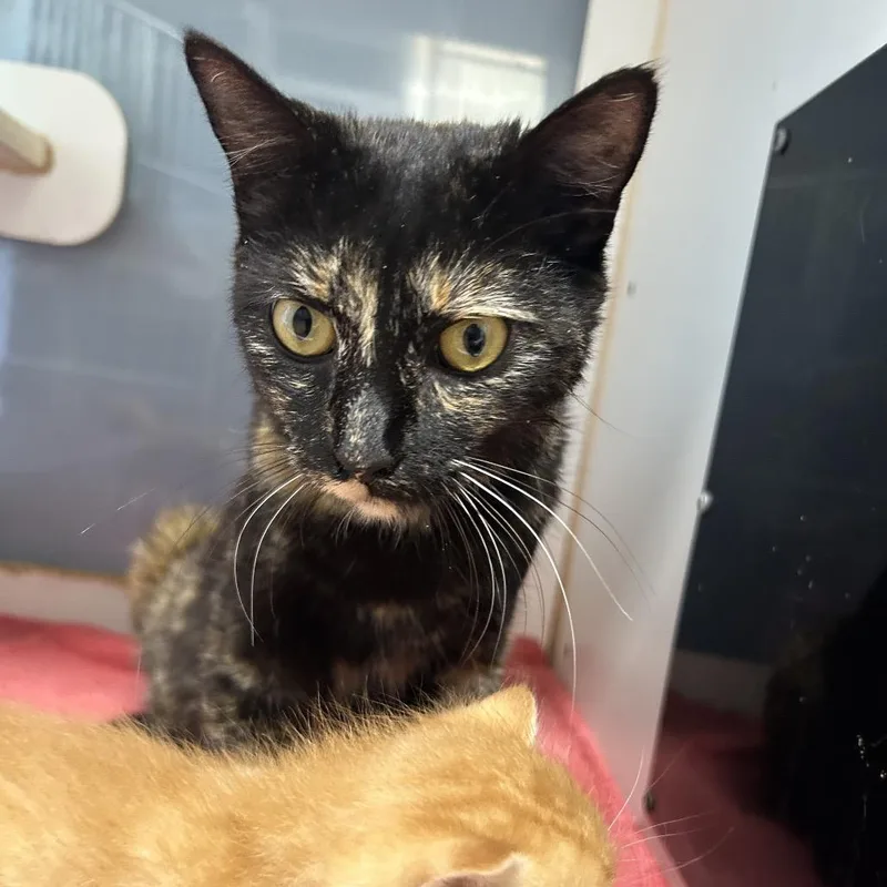 Felicity thumbnail 2