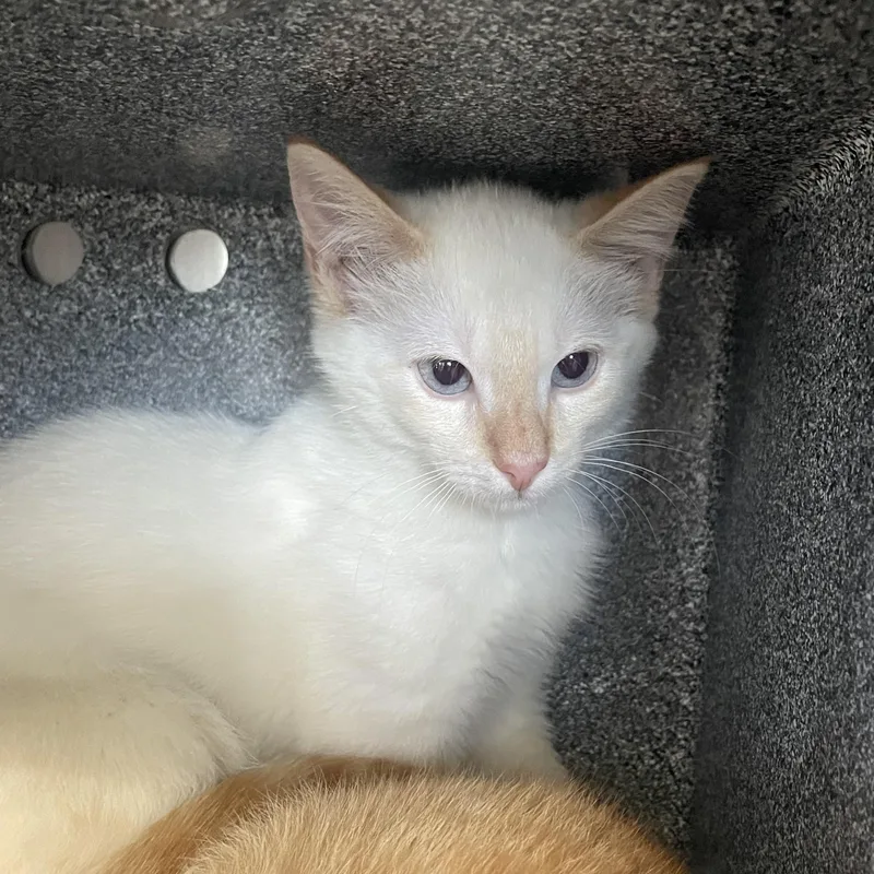 A baby small-sized male Flame Point Domestic Short Hair cat named Gilbert for adoption in Greenback, TN