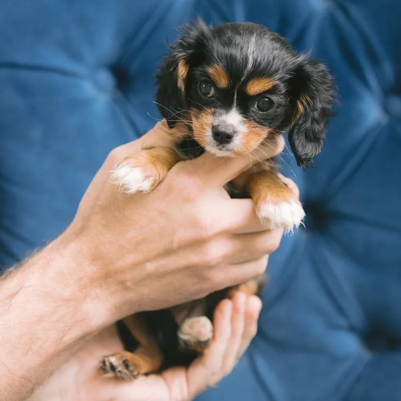 A baby small-sized female Cavalier King Charles Spaniel dog named Chestnut for adoption in Zionsville, IN