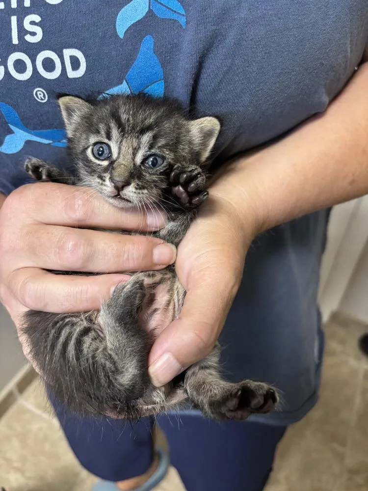 A baby medium-sized male Black Domestic Short Hair cat named Boogie for adoption in Salinas, CA
