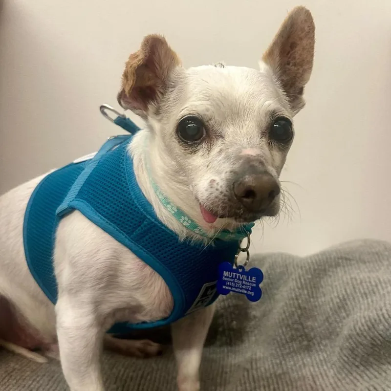 A senior small-sized male Yellow / Tan / Blond / Fawn Chihuahua dog named Oshkosh for adoption in San Francisco, CA