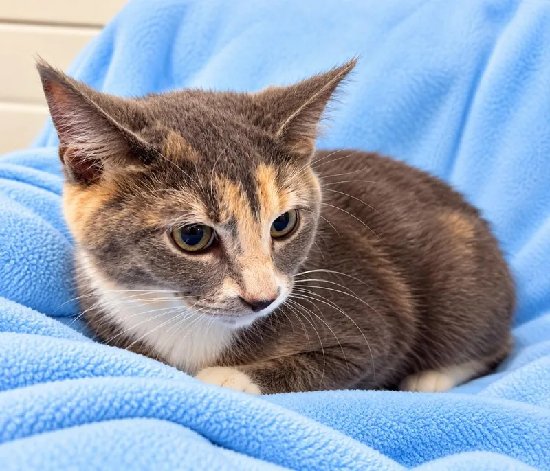 A young small-sized female Domestic Short Hair cat named Penelope for adoption in Lagrange, IN