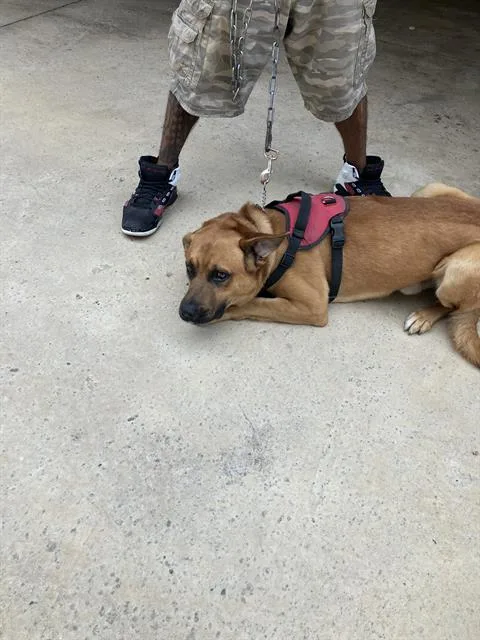 A young large-sized male Mixed Breed dog named Bear for adoption in Dallas, TX