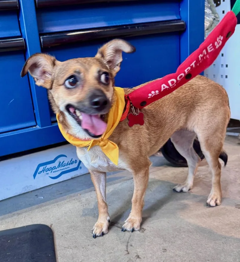 An adult small-sized female Chihuahua dog named Mystic for adoption in Brooklyn, NY