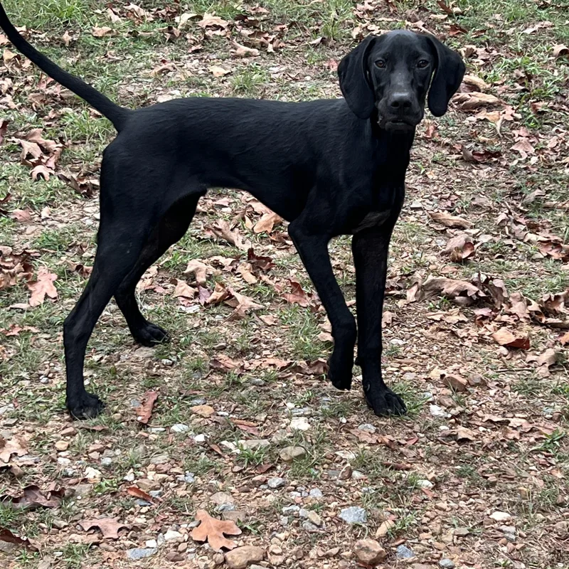 A young medium-sized male German Shorthaired Pointer dog named Baker for adoption in Zimmerman, MN