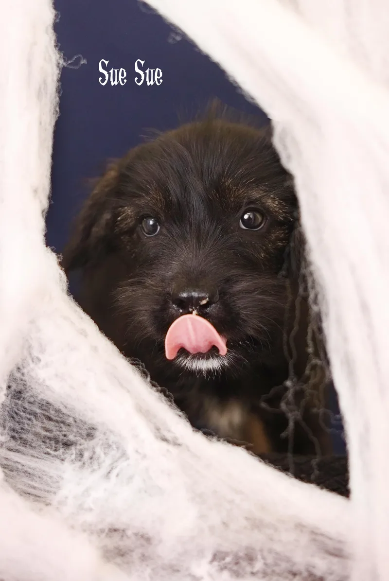 A baby large-sized female Black German Shepherd Dog named SueSue for adoption in Whitestown, IN