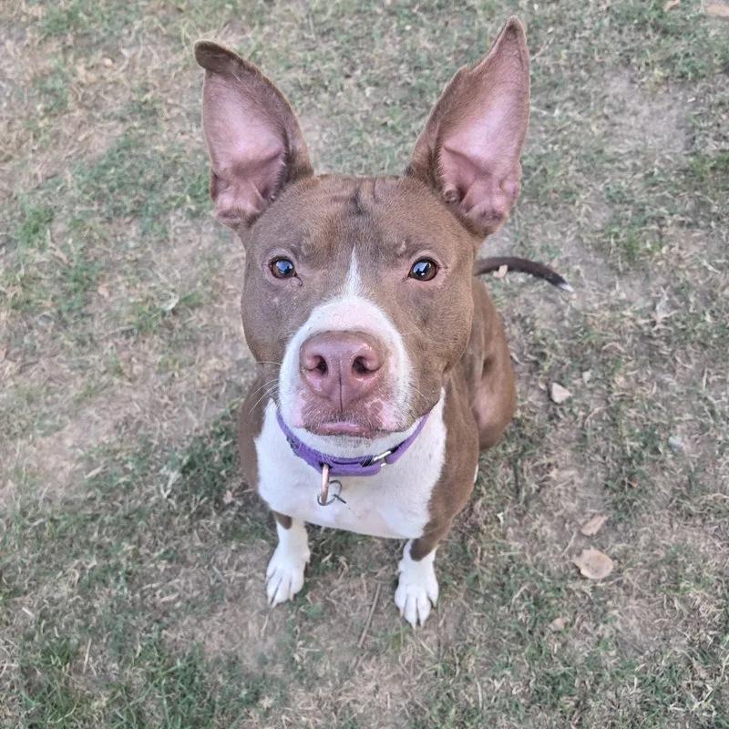 Ralphie