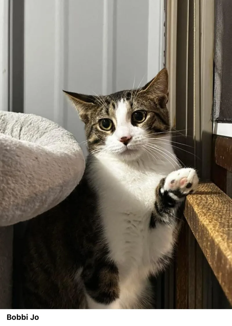 Bobbi Jo thumbnail 2