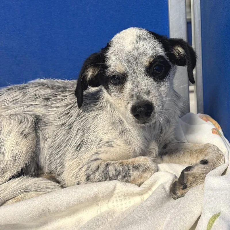 A baby small-sized female White / Cream Mixed Breed dog named Nugget for adoption in Las Cruces, NM