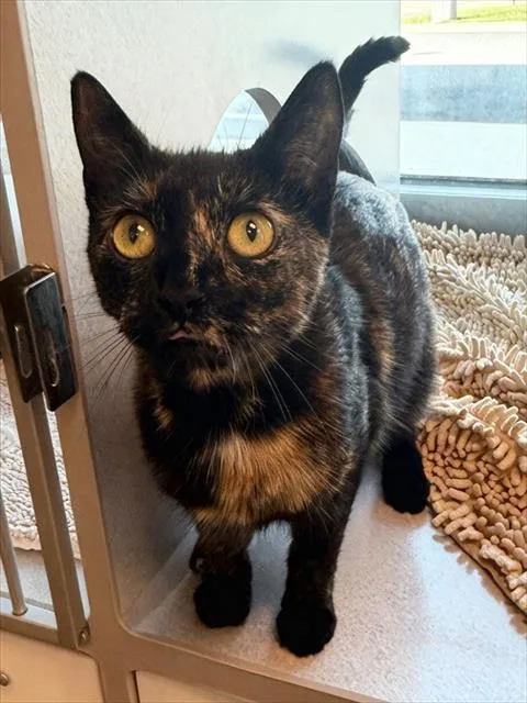 A young small-sized female Domestic Short Hair cat named Marie Callender for adoption in Leesburg, VA