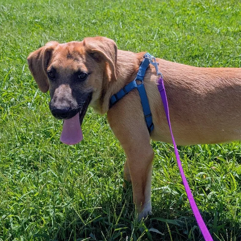 A young small-sized male Yellow / Tan / Blond / Fawn Shepherd dog named Smudge for adoption in West Plains, MO