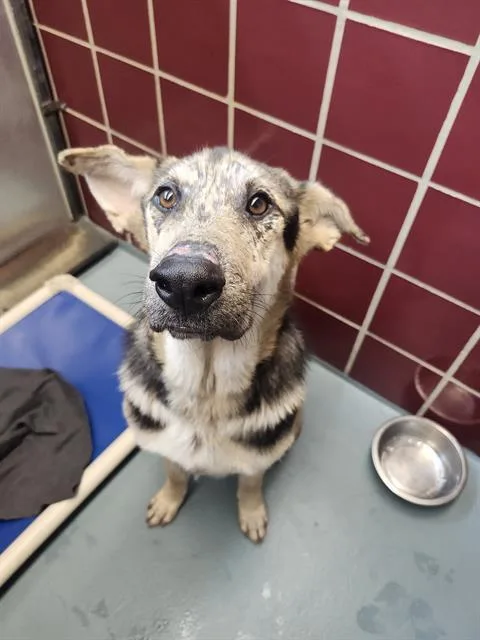 A young small-sized male German Shepherd Dog dog named Romeo for adoption in Houston, TX
