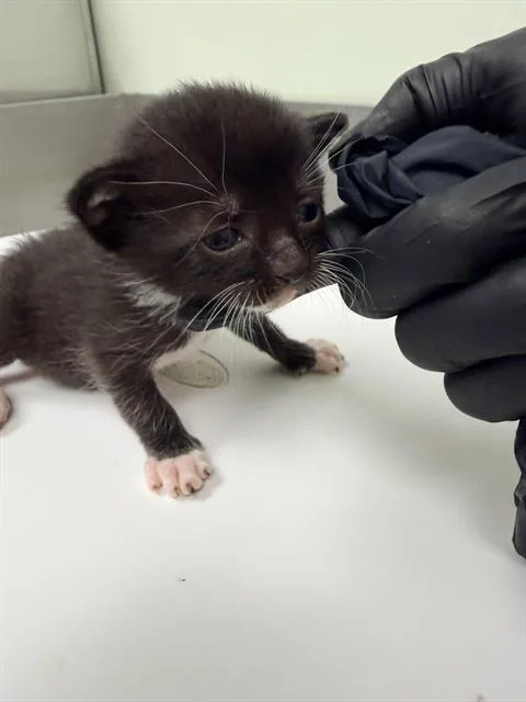 A baby small-sized female Domestic Short Hair cat named Angela for adoption in Santa Cruz, CA