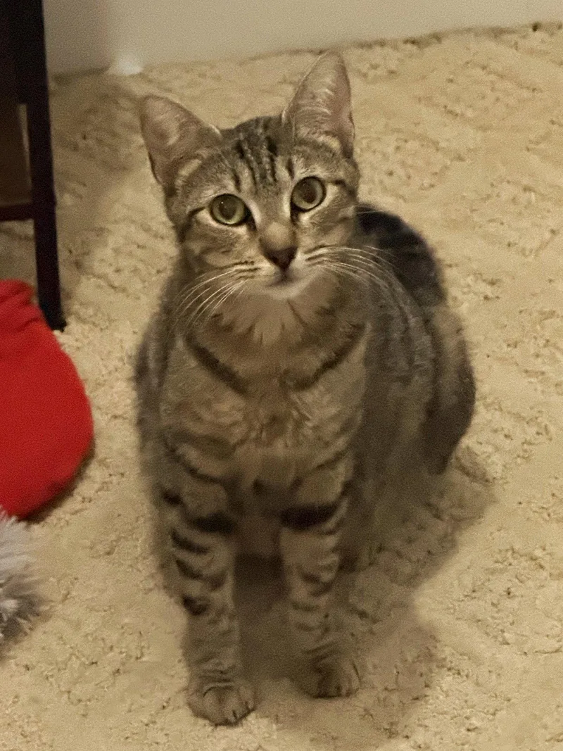 A young medium-sized female Tabby cat named Sarabi for adoption in Royal Palm Beach, FL