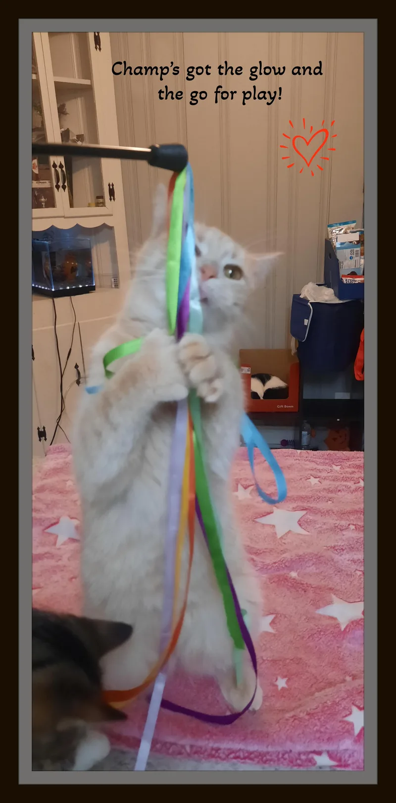 Champ & Zeus  thumbnail 3