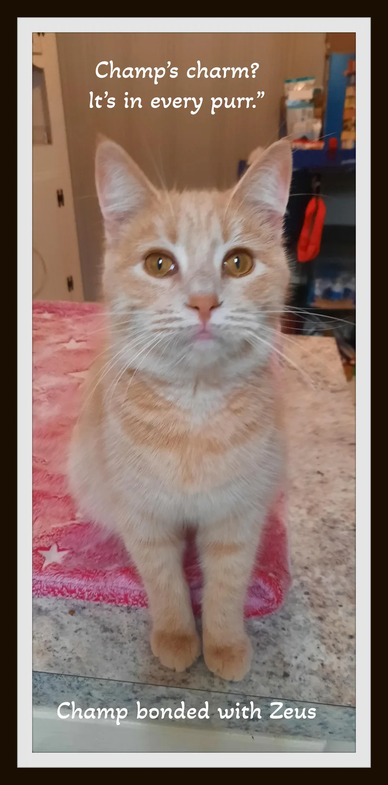 Champ & Zeus  thumbnail 4