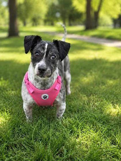 An adult small-sized female Shih Tzu dog named Hope for adoption in Savannah, GA