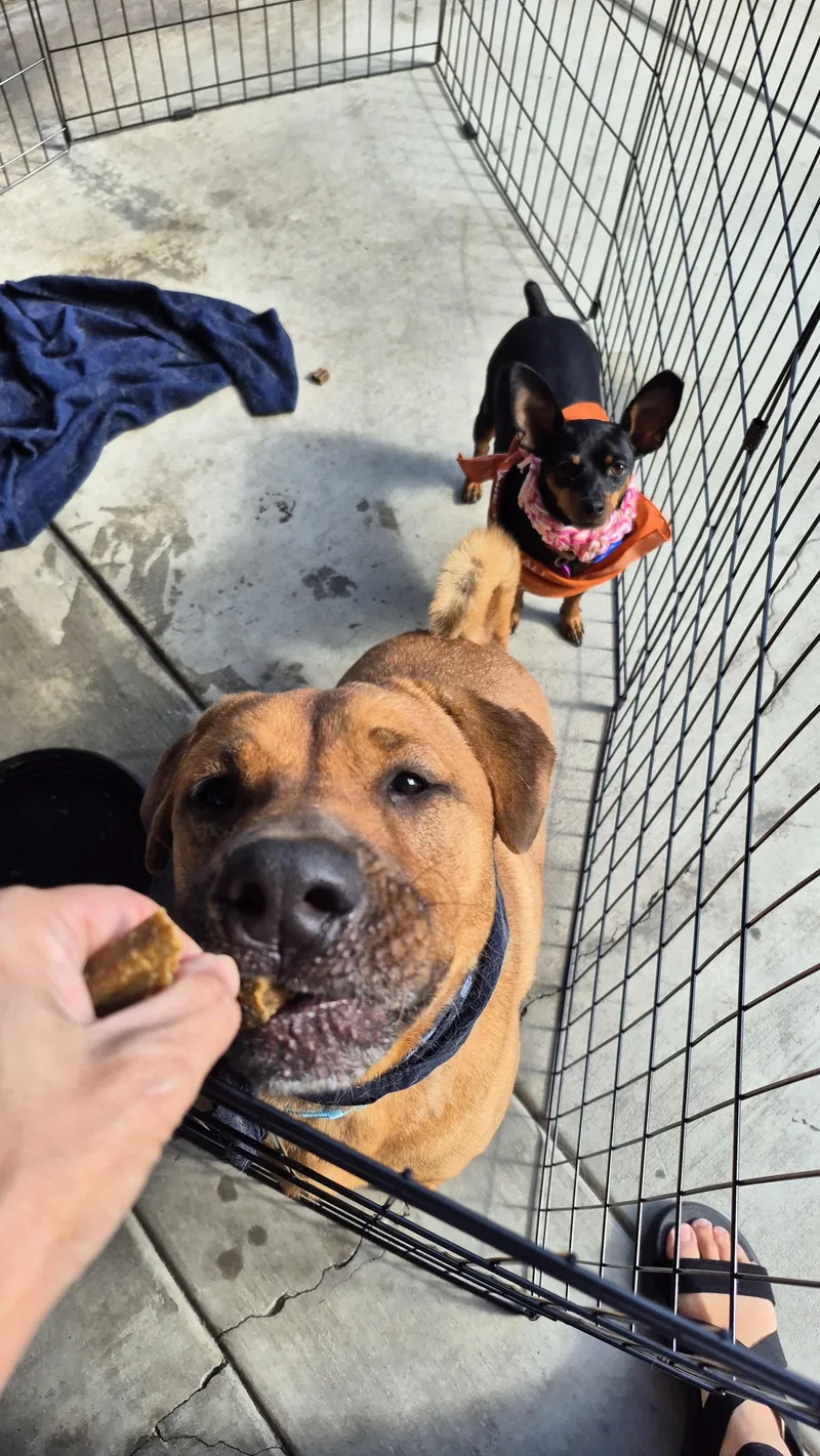 A young medium-sized male Golden Shar-Pei dog named Pringle ChowPei for adoption in Manhattan Beach, CA