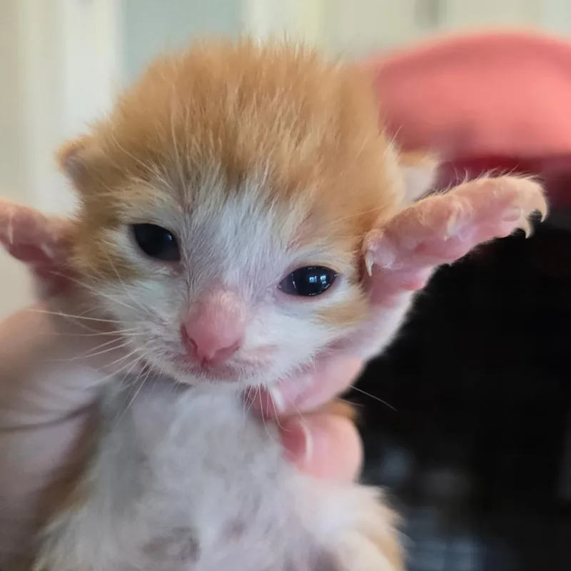 A baby small-sized male Orange / Red Domestic Short Hair cat named Ebhsstray for adoption in Brookfield, WI