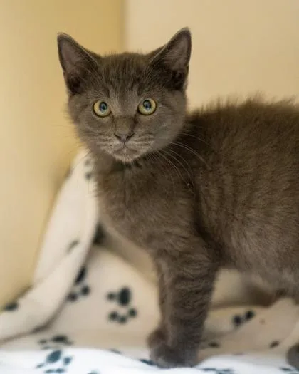 A baby small-sized male Domestic Short Hair cat named Nash for adoption in Pequot Lakes, MN