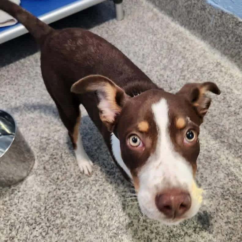 A baby medium-sized male Brown / Chocolate Hound dog named Colter for adoption in Falls Church, VA