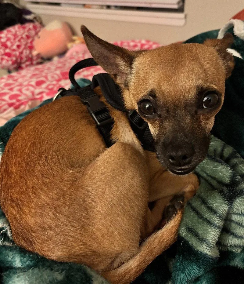 An adult small-sized male Chihuahua dog named Rallo for adoption in Battle Ground, WA