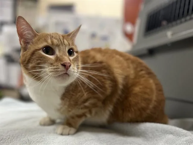 An adult small-sized male Domestic Short Hair cat named Milo for adoption in Aliquippa, PA