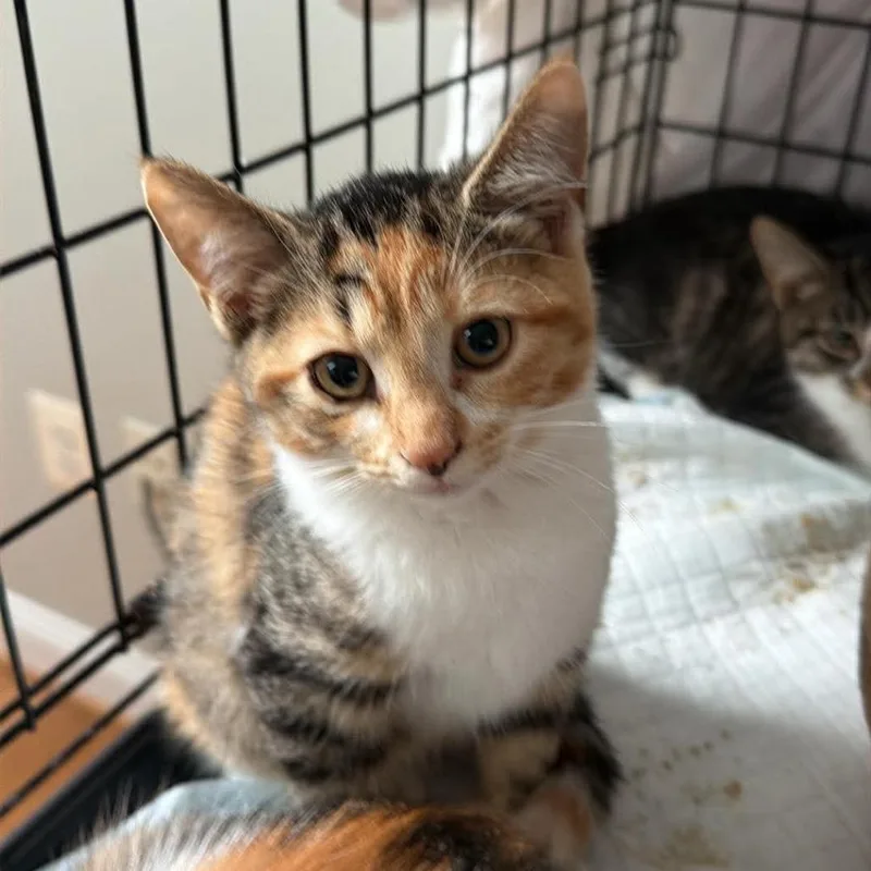 A baby small-sized female White Domestic Short Hair cat named Libby for adoption in Winchester, VA