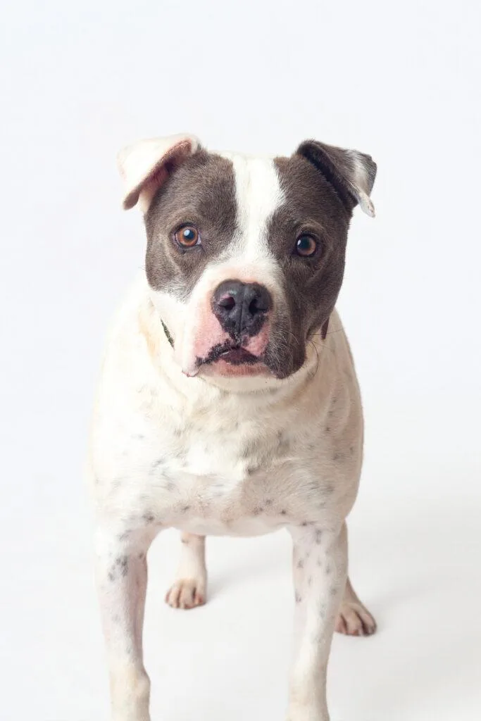 An adult medium-sized female Pit Bull Terrier dog named Bg for adoption in Guthrie, OK
