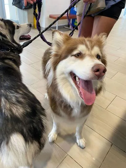 An adult medium-sized female Siberian Husky dog named Nina for adoption in Daytona Beach, FL