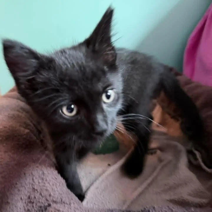 A baby medium-sized male Black Domestic Short Hair cat named Turnip for adoption in Kentwood, MI