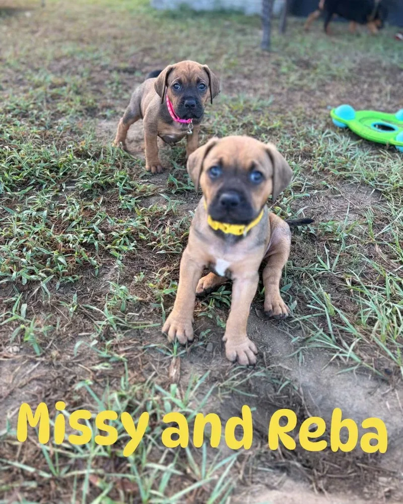 Reba