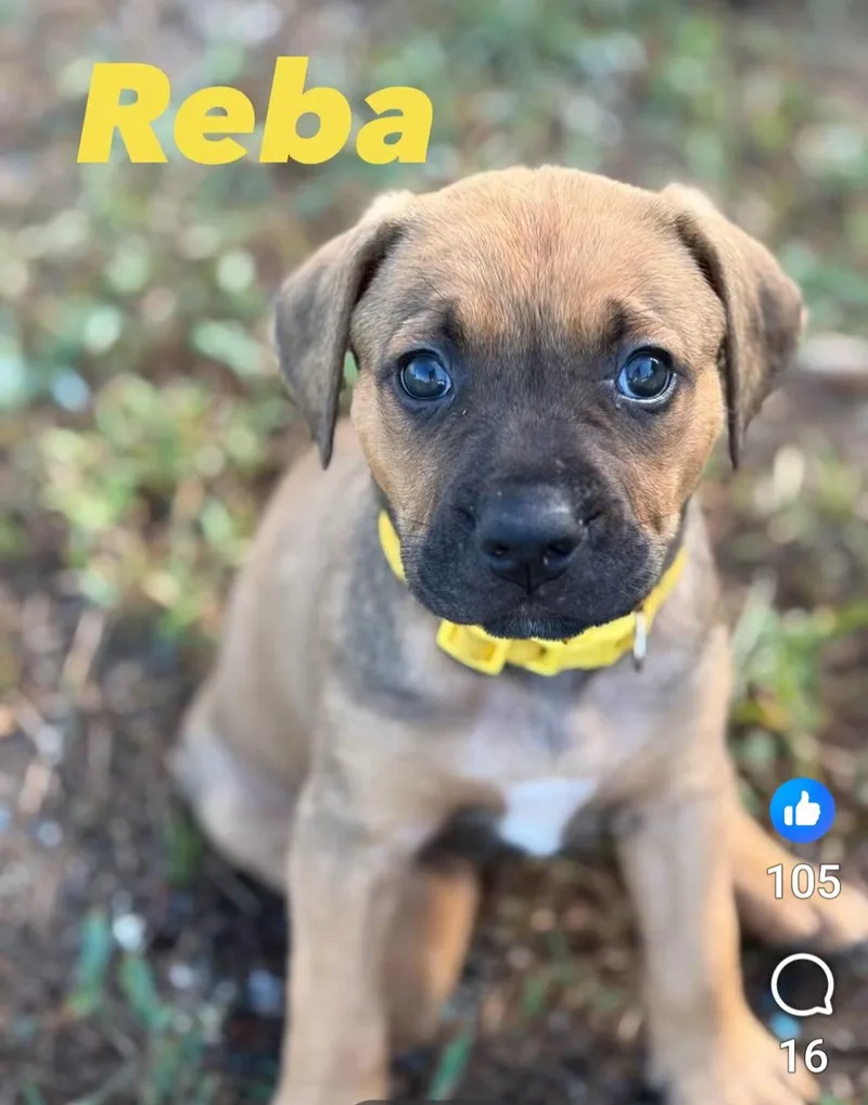 Reba thumbnail 3