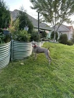 A young large-sized female Gray / Blue / Silver Weimaraner dog named Meadow for adoption in Grand Rapids, MI
