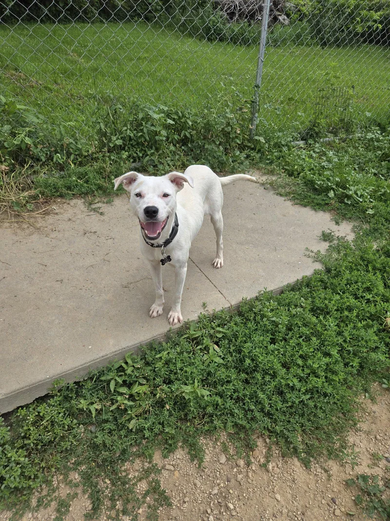 An adult medium-sized female Mixed Breed dog named Gracie for adoption in Maquoketa, IA