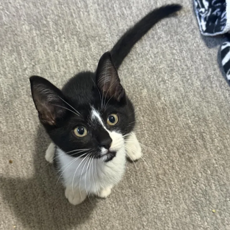 A baby small-sized male Black Domestic Short Hair cat named Gene for adoption in Port Richey, FL