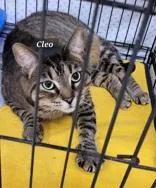 An adult medium-sized female Tabby (Brown / Chocolate) Domestic Short Hair cat named Cleo for adoption in Moline, IL