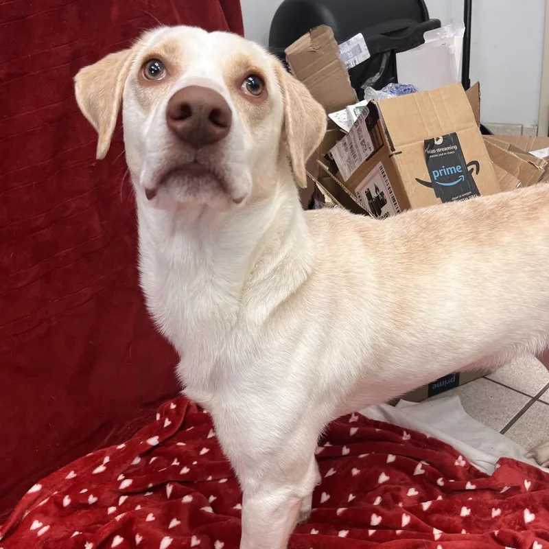 An adult medium-sized male Yellow / Tan / Blond / Fawn Mixed Breed dog named TidBit for adoption in Charleston, WV