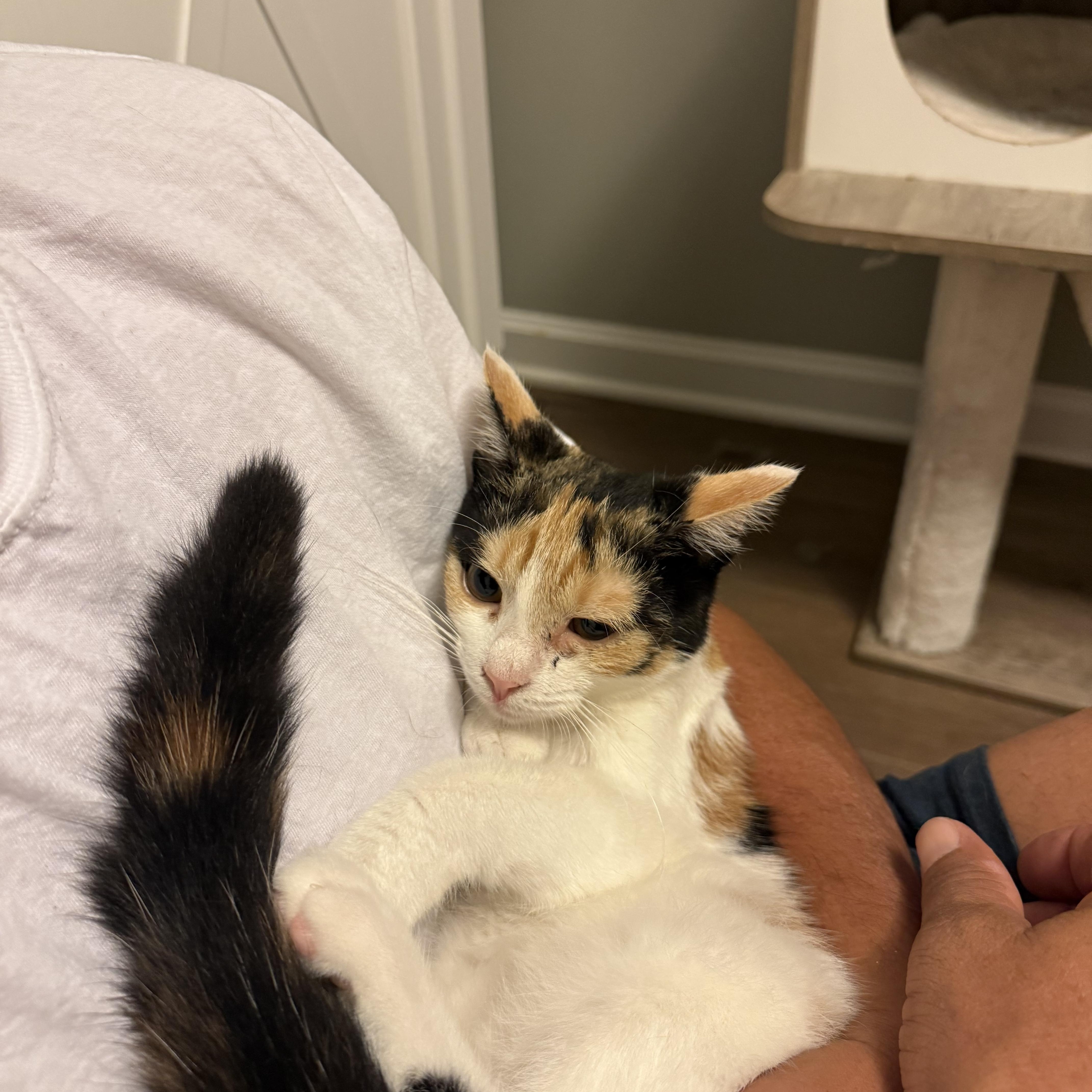 A young medium-sized female Calico cat named Danika for adoption in Rochester, NY