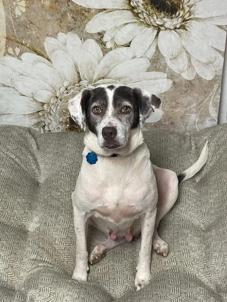 Pixie