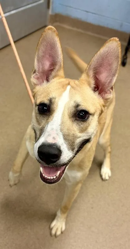 A young medium-sized male Mixed Breed dog named Favor for adoption in Chamblee, GA