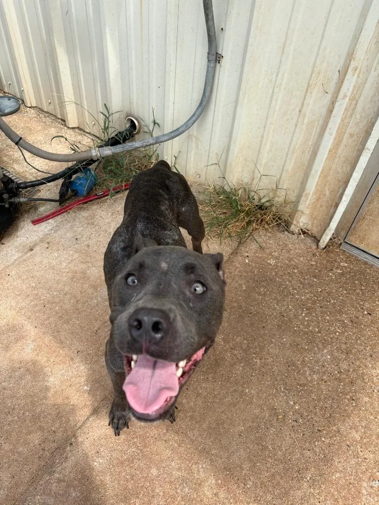 A young small-sized female Mixed Breed dog named Gracie for adoption in Bossier City, LA