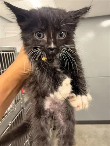 A baby small-sized male Domestic Medium Hair cat named Prescott for adoption in San Martin, CA