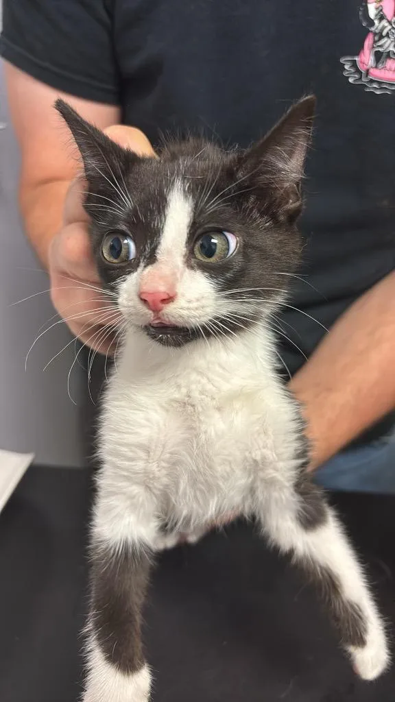 A baby small-sized female Domestic Short Hair cat named Vega for adoption in New Braunfels, TX